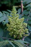 Smooth sumac